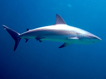 Caribbean Reef Shark - Carcharhinus perezii - Nassau, Bahamas