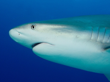 Caribbean Reef Shark - Carcharhinus perezii - Eleuthera, Bahamas