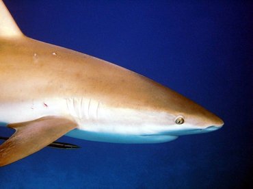 Caribbean Reef Shark - Carcharhinus perezii - Nassau, Bahamas