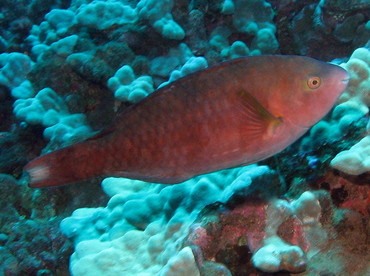 Regal Parrotfish - Scarus dubius - Lanai, Hawaii