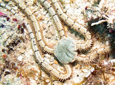 Reticulated Brittle Star - Ophiothrix reticulata - Aruba