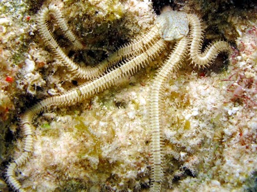 Reticulated Brittle Star - Ophiothrix reticulata - Bonaire