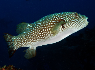 Reticulated pufferfish - Arothron reticularis - Palau