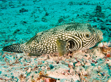Reticulated pufferfish - Arothron reticularis - Wakatobi, Indonesia