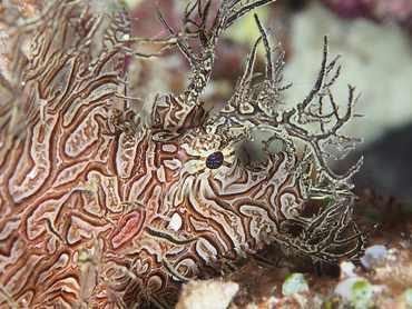 Lacy Scorpionfish - Rhinopias aphanes - Great Barrier Reef, Australia