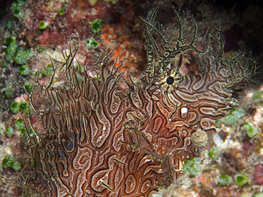 Lacy Scorpionfish - Rhinopias aphanes - Great Barrier Reef, Australia