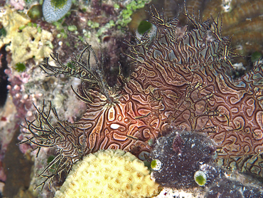 Lacy Scorpionfish - Rhinopias aphanes - Great Barrier Reef, Australia