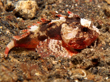 Whiteface Waspfish - Richardsonichthys leucogaster - Lembeh Strait, Indonesia