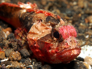 Whiteface Waspfish - Richardsonichthys leucogaster - Lembeh Strait, Indonesia