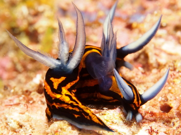 Slender Roboastra - Roboastra gracilis - Fiji