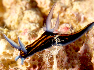 Slender Roboastra - Roboastra gracilis - Fiji