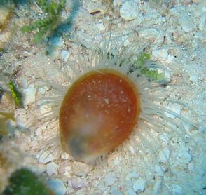 Rough Fileclam - Ctenoides scabra - Cozumel, Mexico
