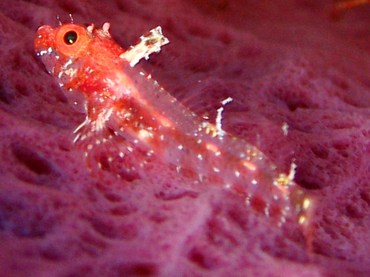Roughhead Triplefin - Enneanectes boehlkei - Grand Cayman