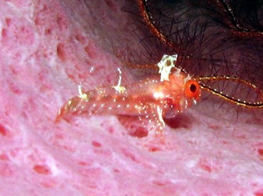 Roughhead Triplefin - Enneanectes boehlkei - Grand Cayman