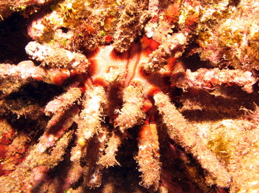 Rough-Spined Urchin - Chondrocidaris gigantea - Lanai, Hawaii
