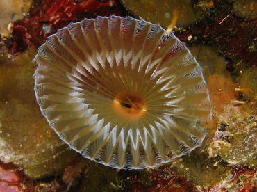 Ruffled Feather Duster - Hypsicomus sp. - Grand Cayman