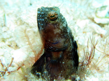 Sailfin Blenny - Emblemaria pandionis - Cozumel, Mexico