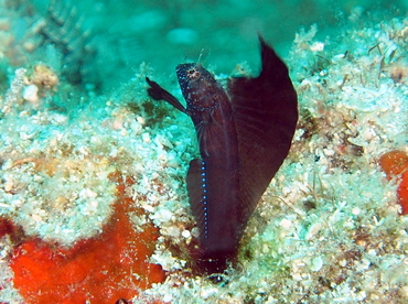Sailfin Blenny - Emblemaria pandionis - Palm Beach, Florida