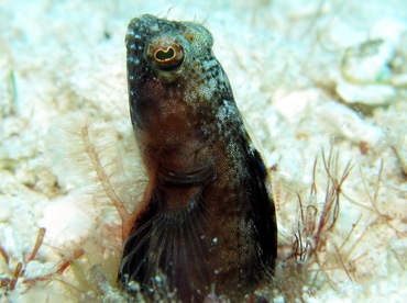 Sailfin Blenny - Emblemaria pandionis - Cozumel, Mexico