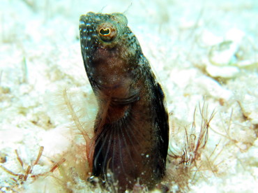 Sailfin Blenny - Emblemaria pandionis - Cozumel, Mexico