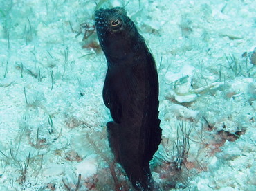 Sailfin Blenny - Emblemaria pandionis - Cozumel, Mexico