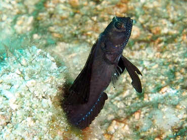 Sailfin Blenny - Emblemaria pandionis - Palm Beach, Florida