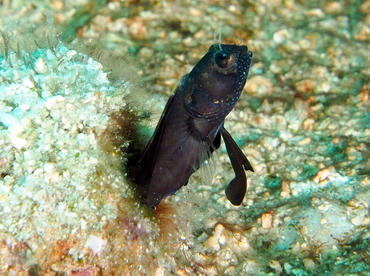 Sailfin Blenny - Emblemaria pandionis - Palm Beach, Florida