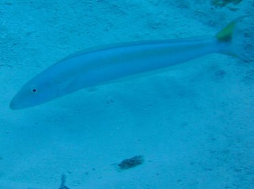 Sand Tilefish - Malacanthus plumieri - Nassau, Bahamas