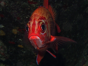Blue Lined Squirrelfish - Sargocentron tiere - Big Island, Hawaii