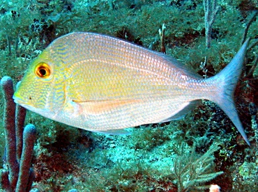 Saucereye Porgy - Calamus calamus - Key Largo, Florida