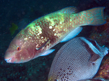 Azure Parrotfish - Scarus compressus - Cabo San Lucas, Mexico