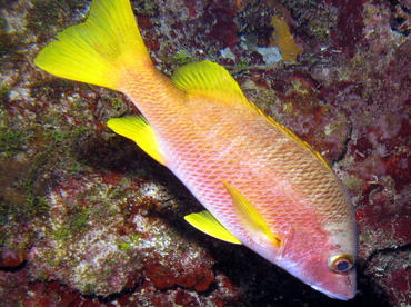 Schoolmaster Snapper - Lutjanus apodus - Grand Cayman