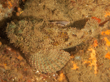 Pacific Spotted Scorpionfish - Scorpaena mystes - Cabo San Lucas, Mexico