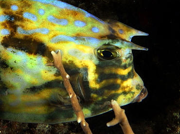 Scrawled Cowfish - Acanthostracion quadricornis - Palm Beach, Florida