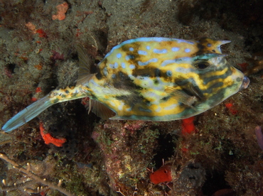 Scrawled Cowfish - Acanthostracion quadricornis - Palm Beach, Florida