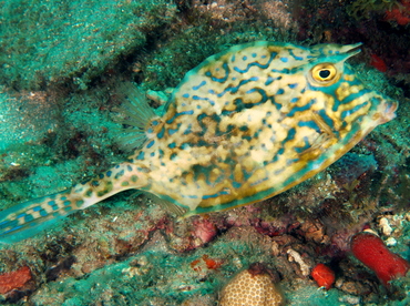 Scrawled Cowfish - Acanthostracion quadricornis - Palm Beach, Florida