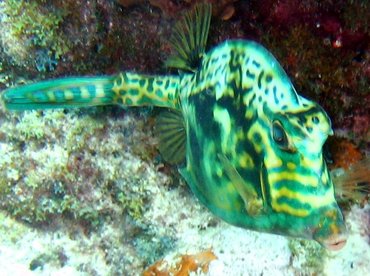 Scrawled Cowfish - Acanthostracion quadricornis - Key Largo, Florida