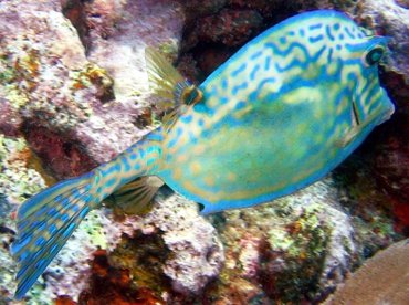 Scrawled Cowfish - Acanthostracion quadricornis - Key Largo, Florida