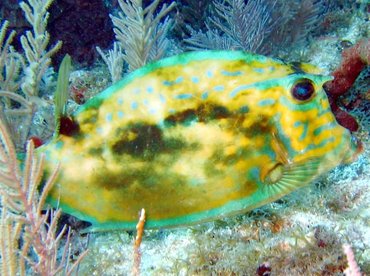 Scrawled Cowfish - Acanthostracion quadricornis - Key Largo, Florida