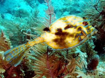 Scrawled Cowfish - Acanthostracion quadricornis - Key Largo, Florida