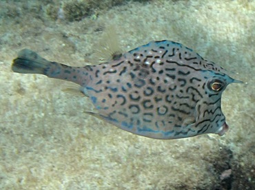 Scrawled Cowfish - Acanthostracion quadricornis - Cozumel, Mexico