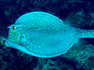 Scrawled Cowfish - Acanthostracion quadricornis - Cozumel, Mexico