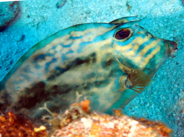 Scrawled Cowfish - Acanthostracion quadricornis - Belize