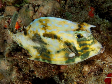 Scrawled Cowfish - Acanthostracion quadricornis - Palm Beach, Florida