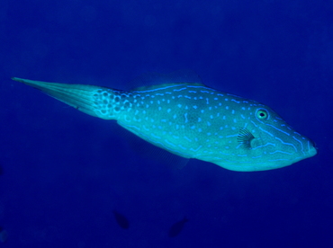 Scrawled Filefish - Aluterus scriptus - Big Island, Hawaii
