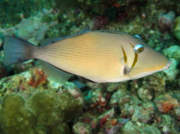 Scythe Triggerfish - Sufflamen bursa - 