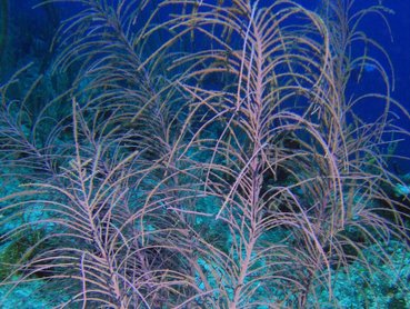 Sea Plumes - Pseudopterogorgia spp. - Turks and Caicos