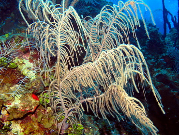 Sea Plumes - Pseudopterogorgia spp. - Grand Cayman