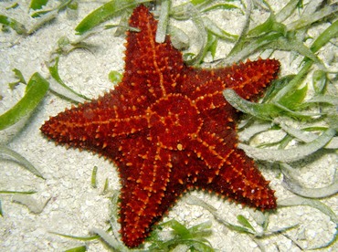 Cushion Sea Star - Oreaster reticulatus - Belize