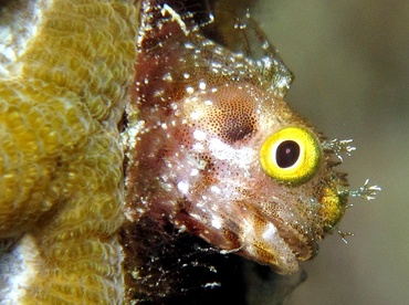Secretary Blenny - Acanthemblemaria maria - Bonaire